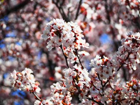 桜 桜の写真