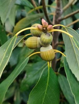 アラカシの写真