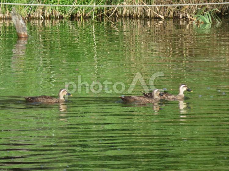 カルガモ　泳ぐ　群れ カルガモ,カモ,鳥の写真素材