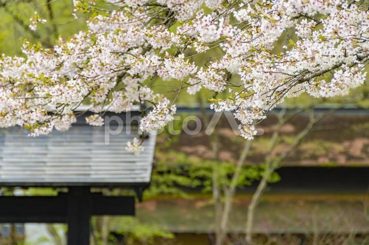 角館、武家屋敷周辺の桜。日本、秋田 桜,ソメイヨシノ,角館の写真素材
