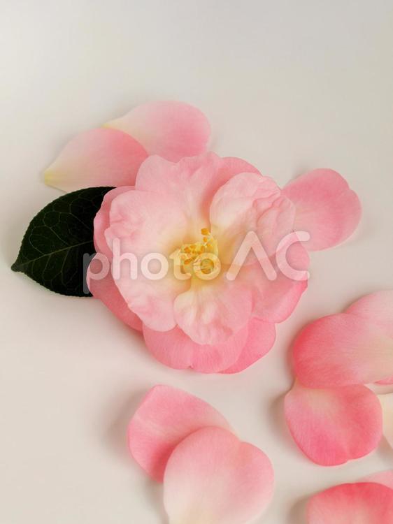 ピンクの椿の花びら、白背景 椿,つばき,ツバキの写真素材