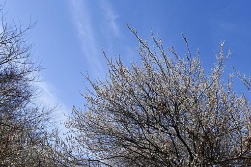 Blue sky and plum blossoms, plum, plum tree, trees, JPG