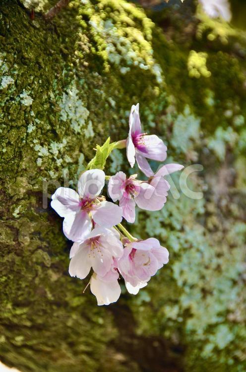 満開の桜が木の幹から咲いている 桜,木,幹の写真素材