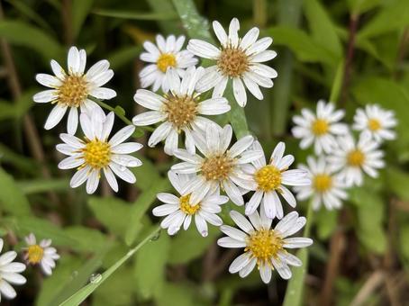 白いシオン 白いシオン シオン,花,白の写真素材