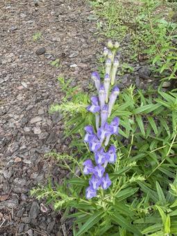 Photo, golden flower, kokanebana, flower, 