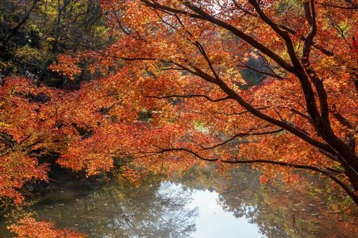 紅葉の秋 もみじ,カエデ,楓の写真素材