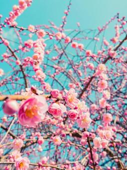 梅 梅の写真