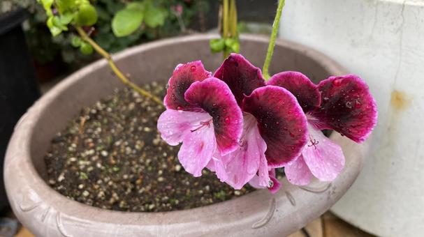 鉢植えの花 鉢植えの花 花,植物,flowerの写真素材
