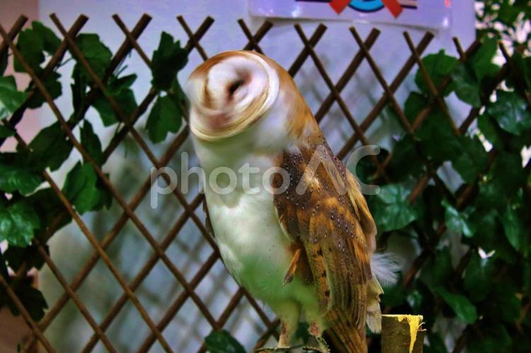 首を振るフクロウ フクロウ,鳥,birdの写真素材