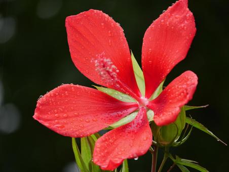 黒い背景のモミジアオイの写真