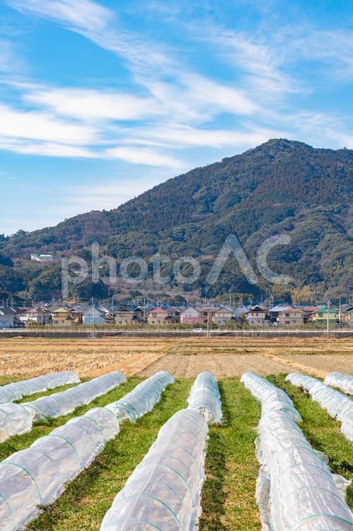 畑から眺める山の景色 山,景色,畑の写真素材