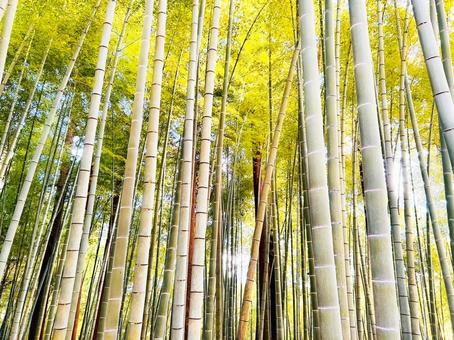 竹 竹,緑,たけのこの写真素材