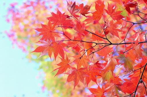 紅葉-569 紅葉-569の写真