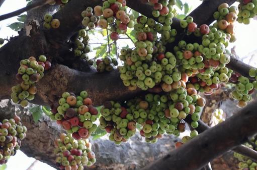 たくさんの実のなるウドンゲノキの木 たくさん,実,なるの写真素材