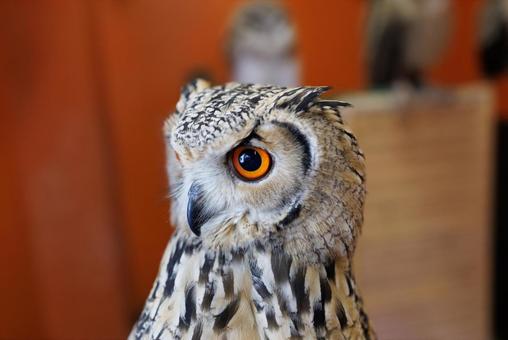 フクロウ フクロウの写真