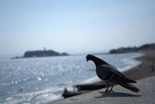 江の島と鳥 江の島と鳥 江の島,海,鳥の写真素材
