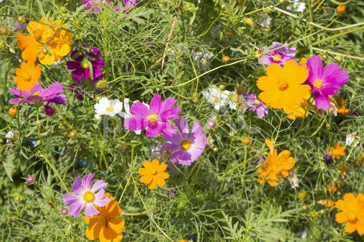   コスモス コスモス,コスモスの花,コスモス畑の写真素材