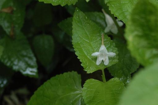花落ちる 花落ちる 花,葉,白の写真素材