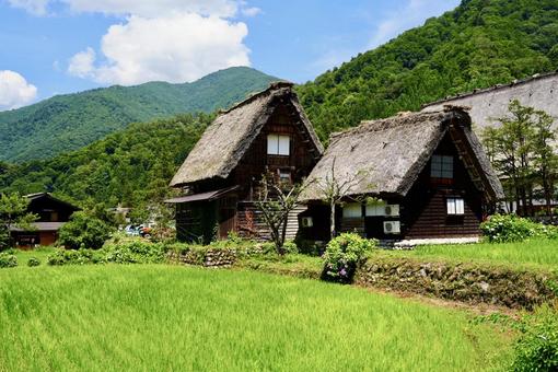 田んぼ越しに望む白川郷の合掌造り 田んぼ越しに望む白川郷の合掌造りの写真