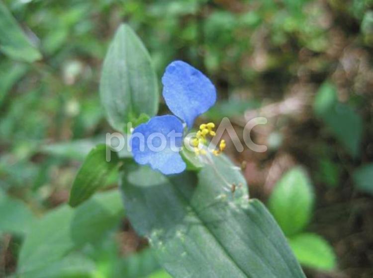 つゆくさ(花） 花,つゆくさ,青の写真素材