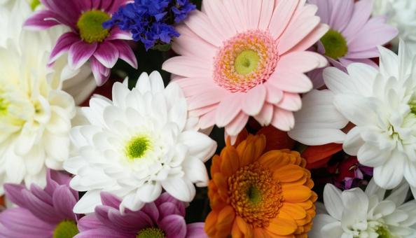 11月誕生花 ガーベラ、シクラメン 11月誕生花 ガーベラ、シクラメンの写真