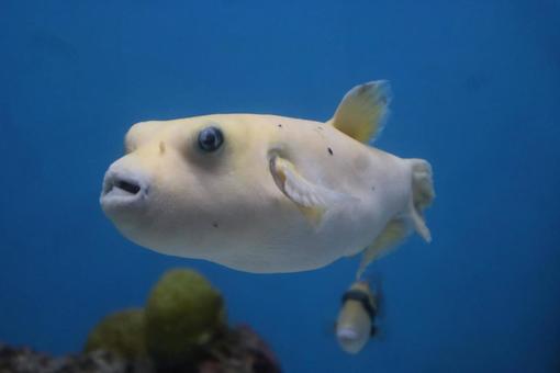 観賞担当の河豚 観賞担当の河豚の写真