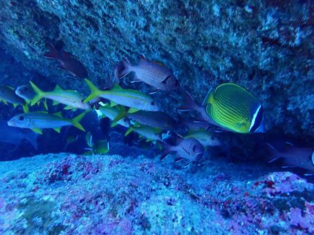 チョウチョウウオ他 チョウチョウウオ,アカヒメジ,ベニマツカサの写真素材