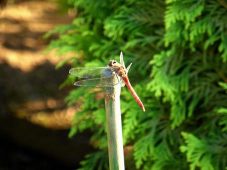 竹竿の上に止まるアキアカネ アキアカネ,赤とんぼ,蜻蛉の写真素材