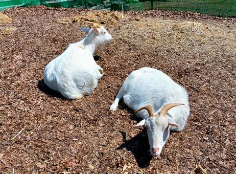 Sitting Goat, JPG Sitting Goat, JPG