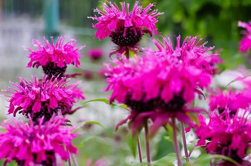 Photo, bergamot, flower, plant, 