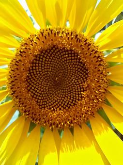 Photo, sunflower, flower, up, 