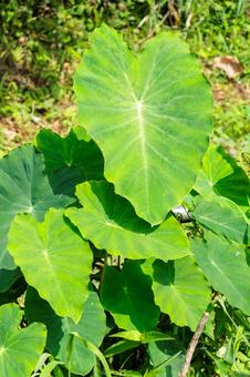 畑で育つサトイモの葉 畑で育つサトイモの葉 畑,野菜,農業の写真素材