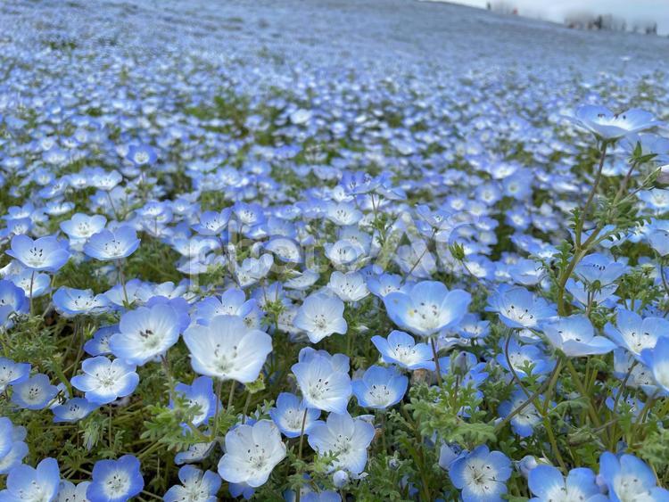 ネモフィラ　アップの写真 ネモフィラ,春,春の景色の写真素材
