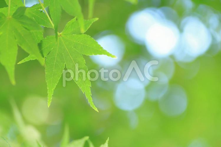 緑のもみじ２ 紅葉,緑,コピースペースの写真素材