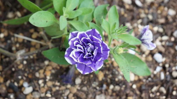 花 ペチュニア 花 ペチュニアの写真