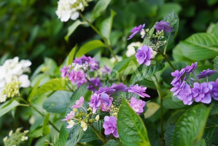 梅雨時期の美しいアジサイ 紫陽花,花,アジサイの写真素材