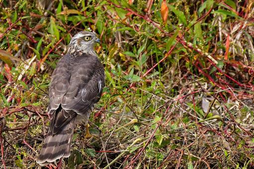 河原に降りたハイタカ幼鳥 ハイタカ,灰鷹,鷂の写真素材