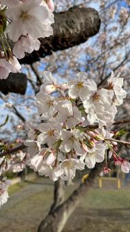 桜2023-② 桜2023-②の写真