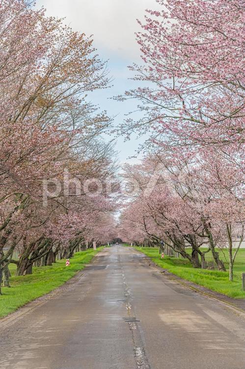 北海道　浦河　優駿さくらロード 優駿さくらロード,北海道,hokkaidoの写真素材