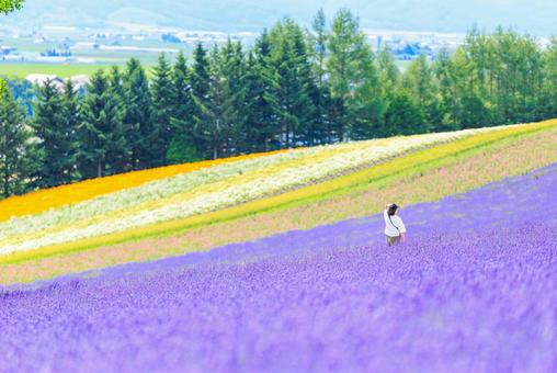 ラベンダー畑 ラベンダー畑 ラベンダー畑,ラベンダー,花の写真素材