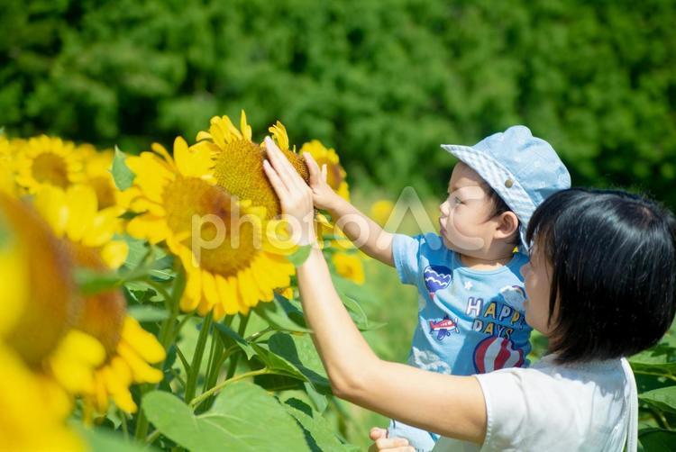 ひまわりをさわる男の子 ひまわり,ひまわり畑,家族の写真素材