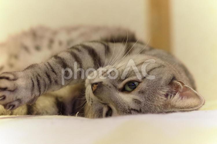 猫　ネコ　眠気まなこ　ペット　動物 猫,ネコ,眠気まなこの写真素材