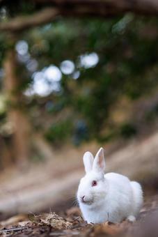 大久野島の兎 大久野島の兎 うさぎ,大久野島,子うさぎの写真素材
