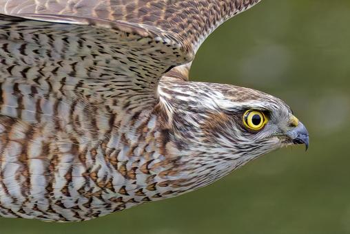 飛翔するハイタカ幼鳥の顔アップ ハイタカ,灰鷹,鷂の写真素材