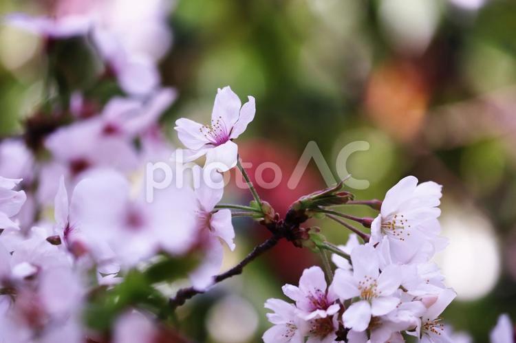 カラフルな背景と美しい桜の花 桜,春,花の写真素材
