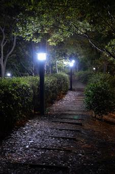 猿江恩賜公園　夜景　2025年 猿江恩賜公園,夜,公園の写真素材