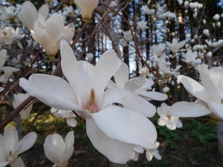 花 花の写真