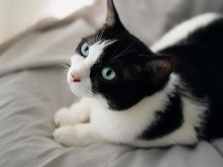 Photo, cat, a pet, animal, 