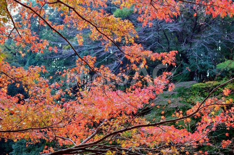 赤く色付いた紅葉の景色 紅葉,モミジ,もみじの写真素材
