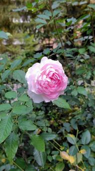 ピンクローズ バラ,薔薇,バラ園の写真素材